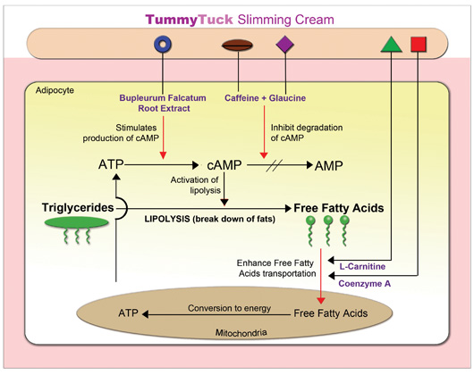 lipolysis-diagram